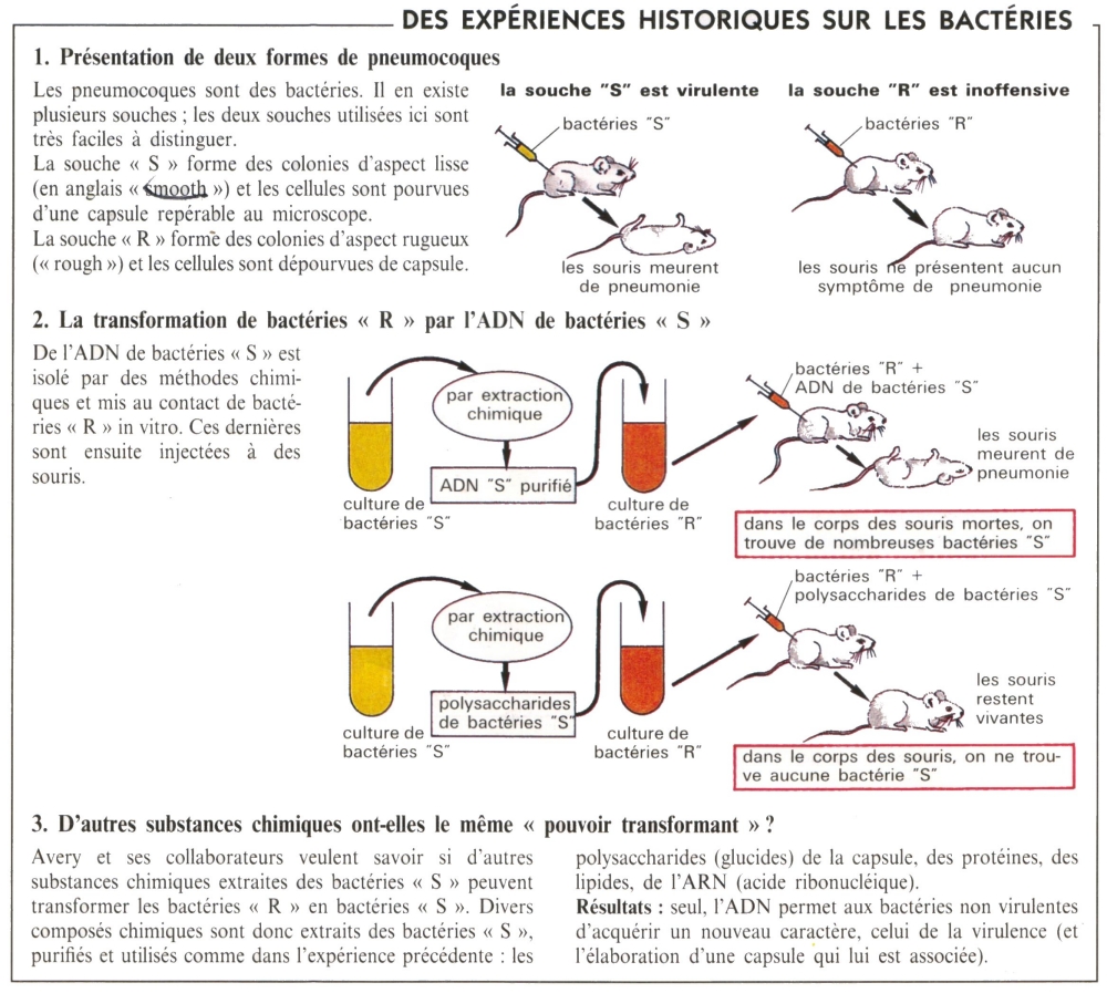 ADN et bacteries.jpg